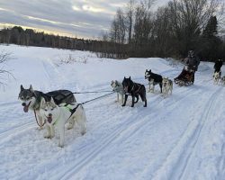 Sled Dogs Trek Through Snow To Deliver Groceries & Medication To Elderly