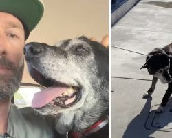 Man Takes 16-Year-Old Dog From Shelter So He Doesn’t Die In There Alone