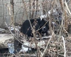 Scared and Cold Pit Bull Rescued Near Abandoned Building, Now Only Wants To Cuddle