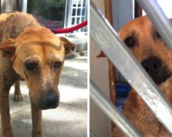 Shelter Dog Who Cried In His Kennel All Day Now Smiles In His Sleep