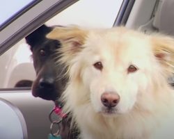 Dogs Have Their Parking Spot Stolen, Sigh When They See Who Did It