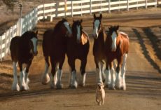 Budweiser Clydesdales And Puppy Friend Are Back Together In Reunion Commercial