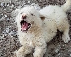 He Couldn’t Deal With Another Car Leaving Him Behind, So The Pup Cried Out