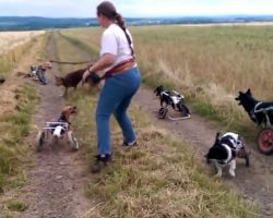 This Video of Dogs Playing Fetch in Wheelchairs Will INSPIRE You and Melt Your Heart!