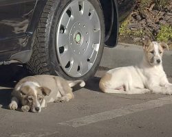 Two Puppies Were Abandoned In A Parking Lot And Left To Wonder
