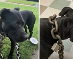 Man Sees A Stray Dog Walking Around With 30-Pound Chain & Padlock On Her Neck
