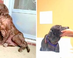 Rescued Dog Was Never Shown Love Her Whole Life And Gets Her First Bath
