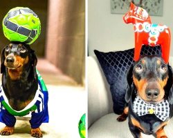 Dog Only Knows One Trick, And It’s The Art Of Balancing Anything On His Head