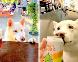 New “Dog-Friendly” Bar Has A Ball Court & Dog Park To Keep Your Pet Entertained