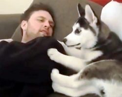 Husky Puppy Has A “Heated Debate” With Owner, “Punishes” Himself When He Loses