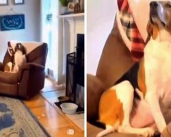 Dog Makes A Huge Mess & Won’t Make Eye Contact Because It Makes Her Look Guilty