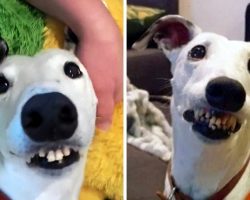 “Ugly” Dog With “Human Teeth” Kept Getting Rejected, But One Woman Fell In Love