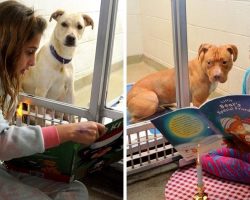 “Undesirable” Dog Was Going To Be Put Down, So Girl Began Reading Him Stories