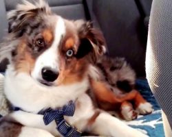 Puppy Was Sleeping Through Every Song, But Then Mom Put On His Favorite Song