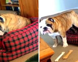 Dad Won’t Let Bulldog On The Couch, So Dog Throws The Whiniest “Temper Tantrum”