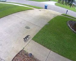 Man Sees Furry Family Moving Into His Garage On Camera