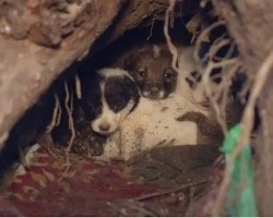 Pups Cuddling In A Hole 11 Feet In The Ground Wondered Where Their Mama Went