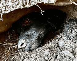 Dog trapped underground for more than 60 hours rescued by firefighters