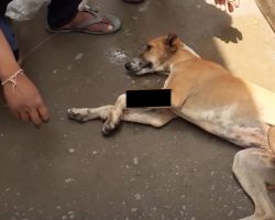 Stray Dog Makes It To Someone’s House To Find Help Before Collapsing In Pain