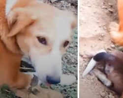 Mama Dog Found With A Pup Stuck In Her Birth Canal Needed To Get The Others Out