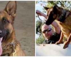 Dangerous Suspect Takes Woman Hostage But K9 Hero Has Other Plans In Store