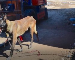 Dog Left To Fend For Himself Under The Blistering Sun On The End Of A Chain
