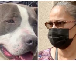 Woman Deathly Afraid Of Pit Bulls Changes Her Mind After Dog Becomes A Hero