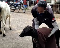 Even The Cow Knew This Dog Needed Help, Walks His Friend Over To Rescuers