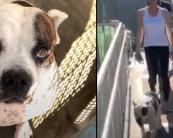 Dog Was So Shut Down And Shaky Until The Moment He Stepped Out Of The Shelter