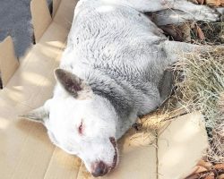 Old Dog Almost Lost Her Battle Lying On The Ground When They Intervened