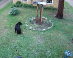 Wild Bear Enters The Yard, And The ‘Guard Dog’ Chases It Up A Tree