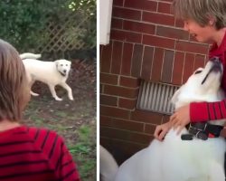 Boy Is Brought To Tears When Reunited With The Dog He Hadn’t Seen In A Year