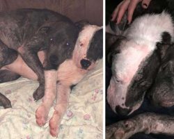 Bonded Pit Bull Sisters Keep By Each Other’s Side As They Try To Heal