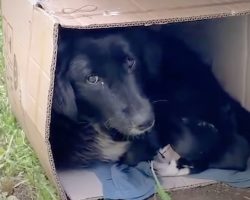 Mother Dog Found Bundled Up In A Cardboard Box With Her Puppies