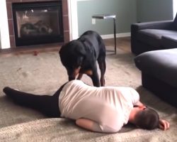Dad ‘Faints’ To See What His Rottweiler Does, And The Dog Goes To Pee First