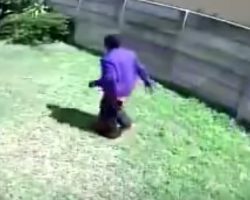 A Burglar Is Walking Through The Yard When The ‘Guard Dog’ Comes Running