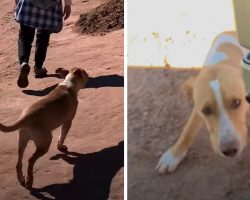 Stray Dog Approaches Hiker To Choose As His New Mom