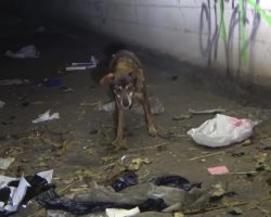 15-Year-Old Dog Abandoned In A Cemetery At Night With Nothing