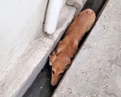 Dog Who Wouldn’t Budge From The Gutter Was Hiding Her Troubles From The World