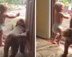 Child And Dog Take To The Door In Excitement As Dad Comes Home From Work