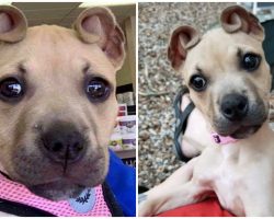 Rescue Puppy’s Ears Resemble Cinnamon Rolls