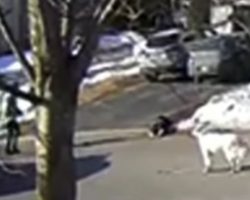 Heroic Dog Stops Traffic To Get Someone To Save Her Owner