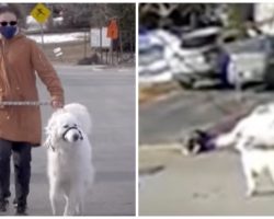 Dog Performs 3 Heroic Acts After Owner Collapses & Seizes During A Walk