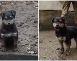 Ukrainian Soldiers Find Stray Puppy In The Freezing Cold, Adopt Him As Their ‘Protector’