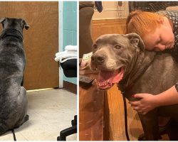 Senior dog cries as owner has to surrender him to shelter — now he’s looking for a new forever home