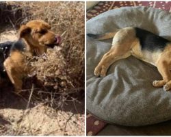 Family On Road Trip Rescues Dog Abandoned In Desert – Takes Him In And Gives Him A Foster Home