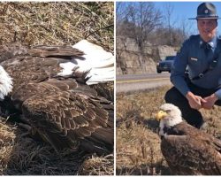 Trooper rescues injured bald eagle who was hit by vehicle