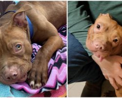 Puppy Who Had Teeth Pulled Out By Former Owner Is Now ‘Living His Best Life’ In Foster Home