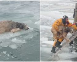Police and firefighters come to the rescue of labradoodle trapped on floating ice in river