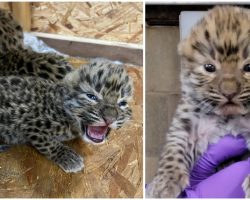 Zoo celebrates rare birth of two critically endangered Amur leopard cubs